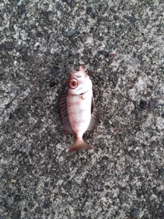 ホウセキキントキの釣果