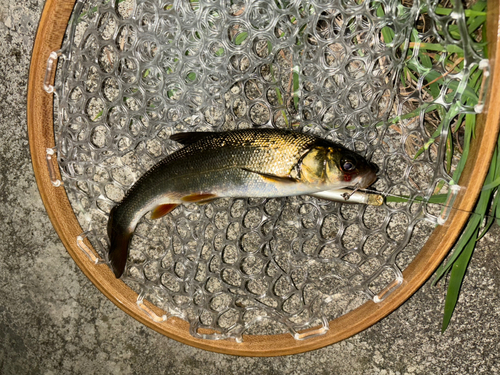 ウグイの釣果