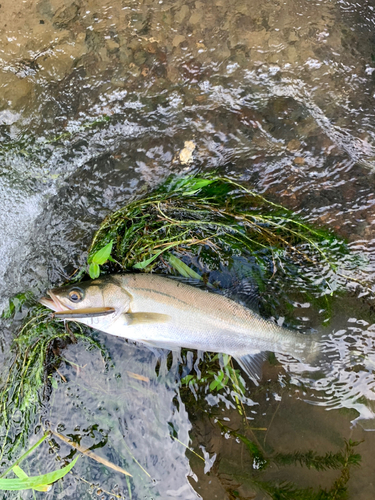 セイゴ（マルスズキ）の釣果