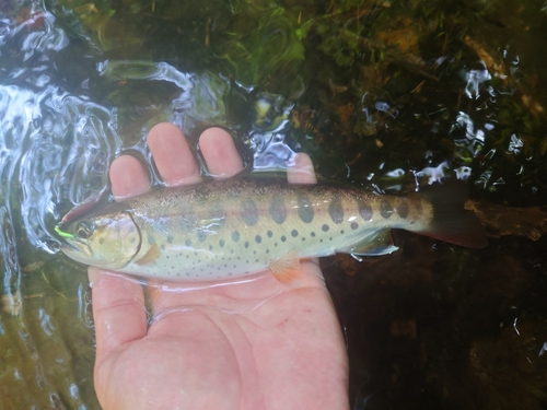 ヤマメの釣果