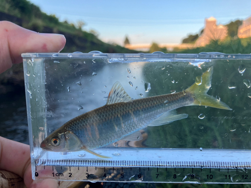 オイカワの釣果