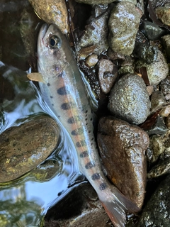 ヤマメの釣果