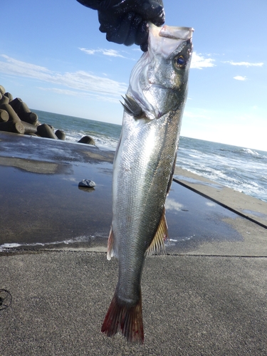 フッコ（マルスズキ）の釣果