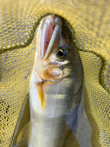 アユの釣果