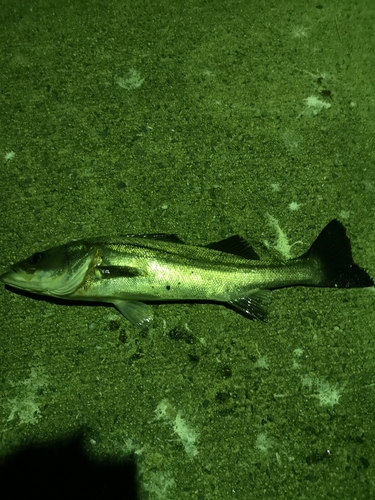 セイゴ（マルスズキ）の釣果