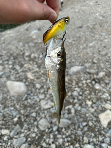 ハスの釣果