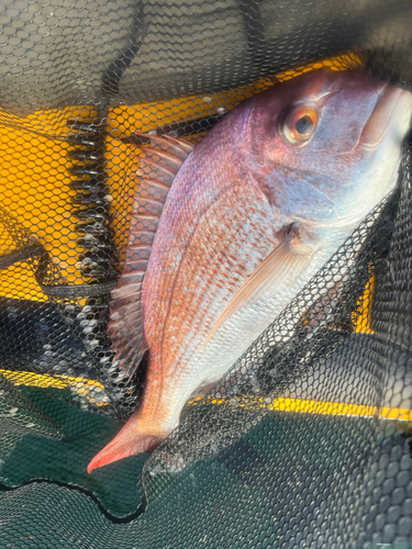 タイの釣果