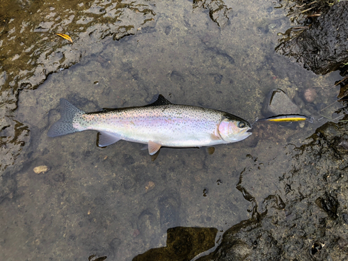 ニジマスの釣果