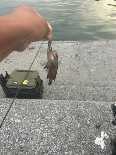 オオモンハタの釣果