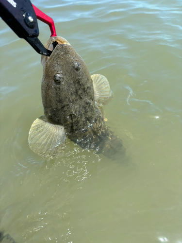 マゴチの釣果