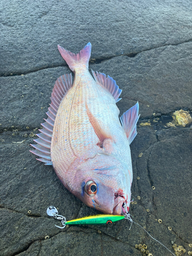 マダイの釣果