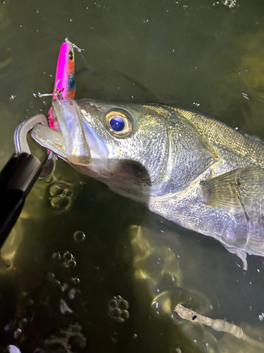 シーバスの釣果