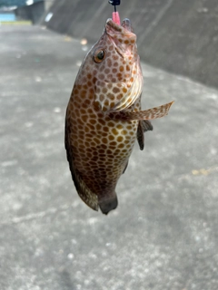 オオモンハタの釣果