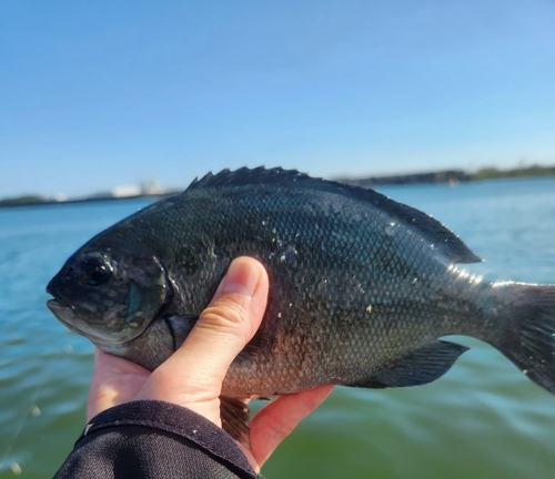 メジナの釣果