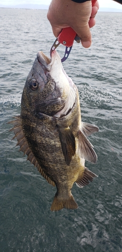 チヌの釣果