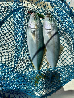 ツバスの釣果