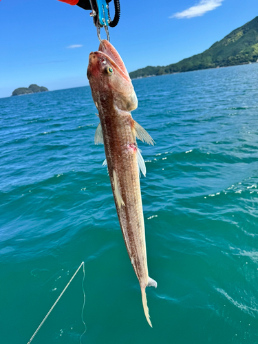 ワニエソの釣果