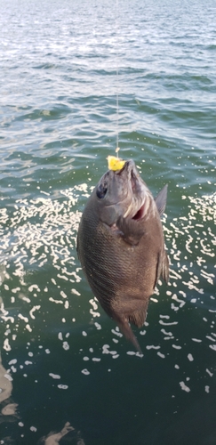 グレの釣果