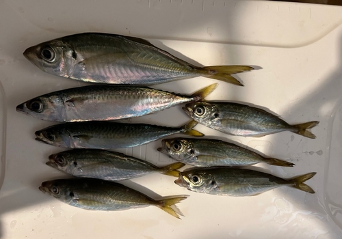 アジの釣果