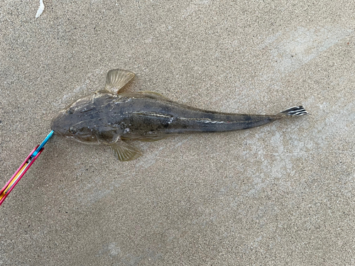 マゴチの釣果