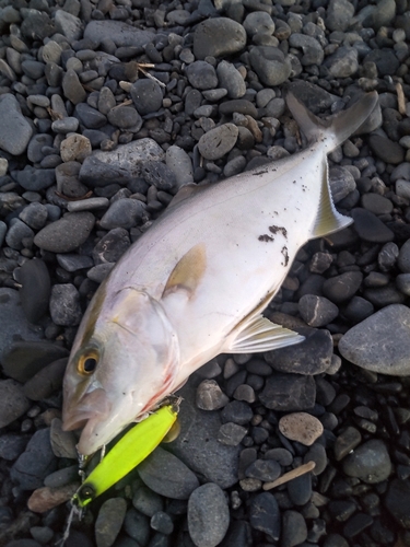 ショゴの釣果