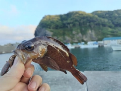 エゾメバルの釣果