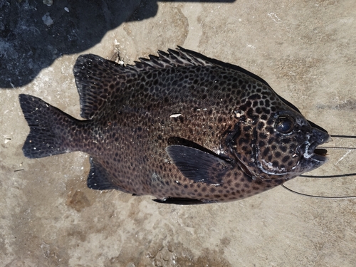 イシガキダイの釣果