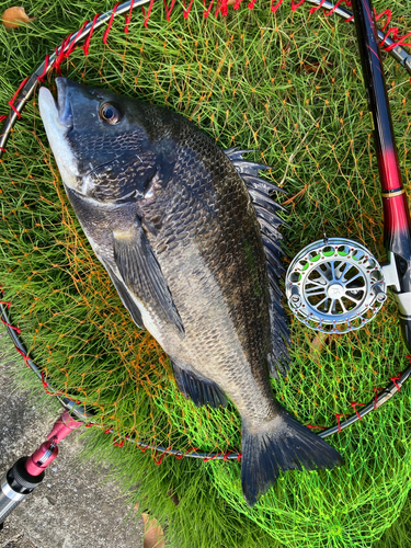 チヌの釣果