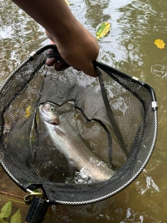 ニジマスの釣果