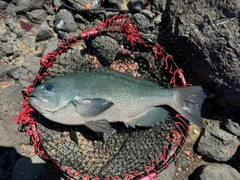 クチブトグレの釣果