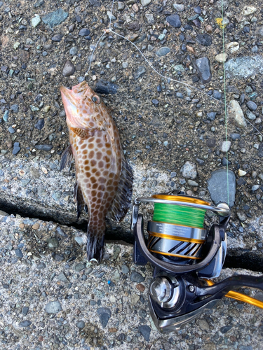 オオモンハタの釣果