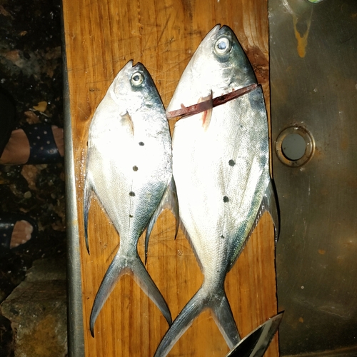 コバンアジの釣果