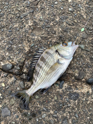 キスの釣果