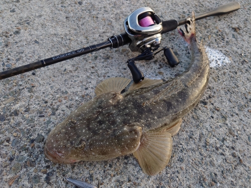 マゴチの釣果