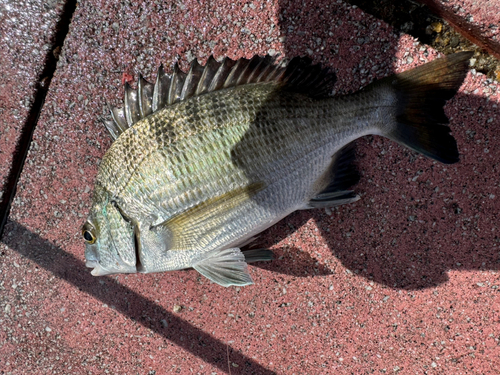 チヌの釣果