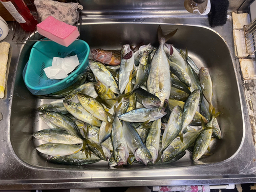 カンパチの釣果