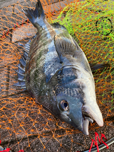 チヌの釣果