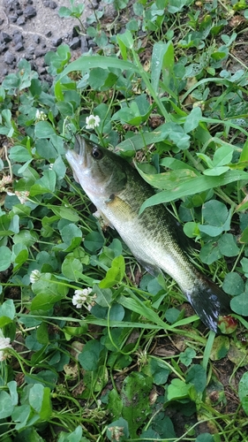 ブラックバスの釣果