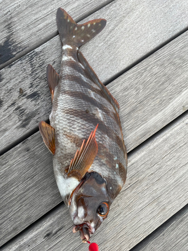 タカノハダイの釣果