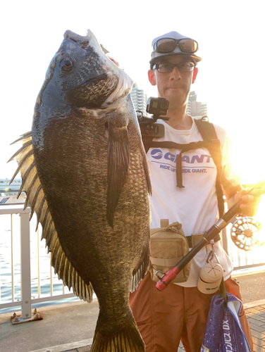 チヌの釣果