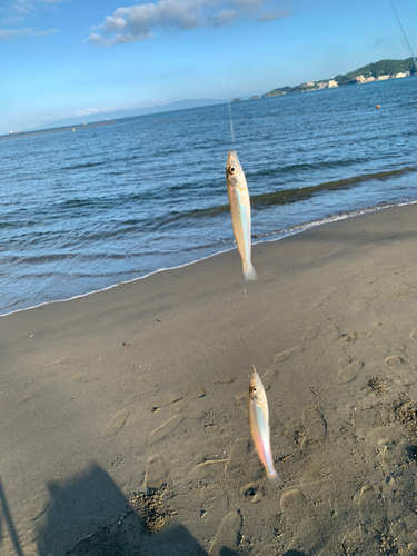 キスの釣果