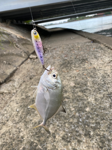 メッキの釣果