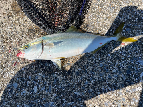 ハマチの釣果