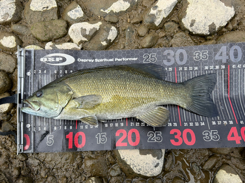 スモールマウスバスの釣果