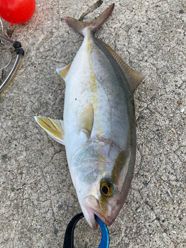 ネリゴの釣果