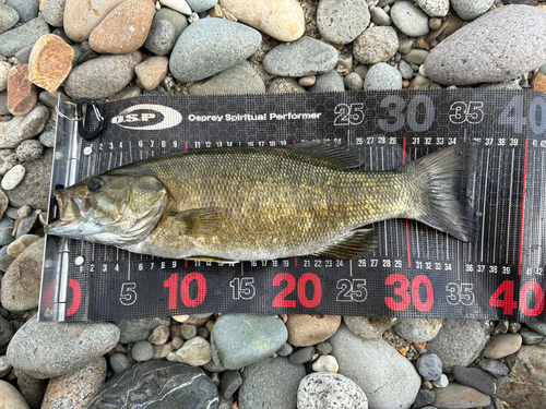 スモールマウスバスの釣果