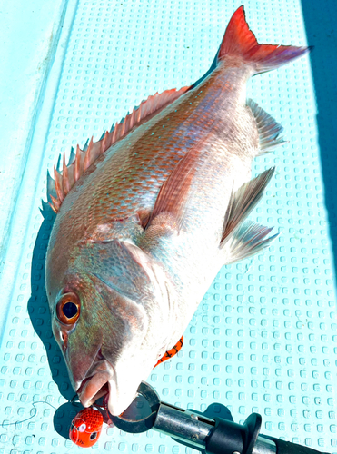 マダイの釣果