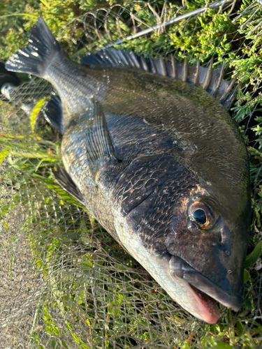 チヌの釣果