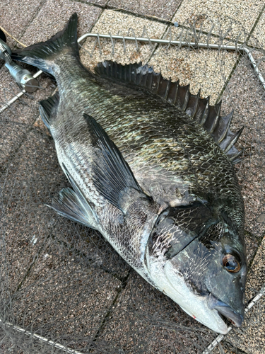 チヌの釣果