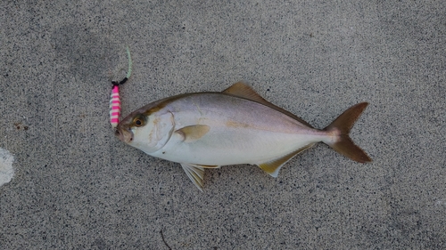 ショッコの釣果